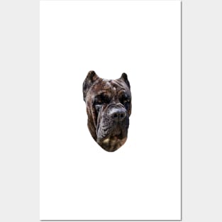 Cane Corso Brindle - Stunning Dog Posters and Art